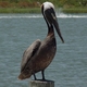 Pelican's Avatar